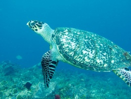 Hawksbill Sea Turtle IMG 9669